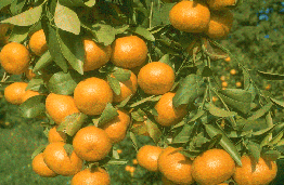 Citrus reticulata 'Beauty'