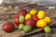 Australian 'Blood', 'Outback' and 'Sunrise' limes