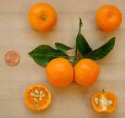 Calamondin, Citrus × microcarpa