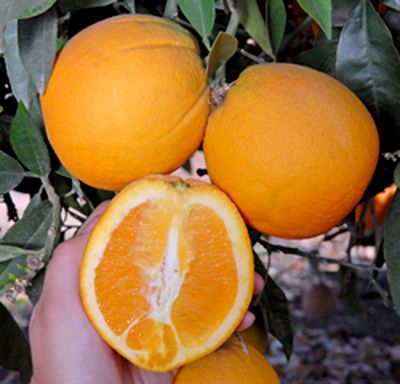 'Chislett' navel orange
