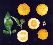 Citrange 'Benton  Australian Citrus Growers