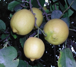 'Femminello' sitruuna 'Femminello' sitruuna