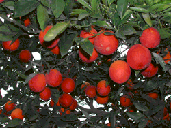 'Red Valencia' veriappelsiini 'Red Valencia' veriappelsiini