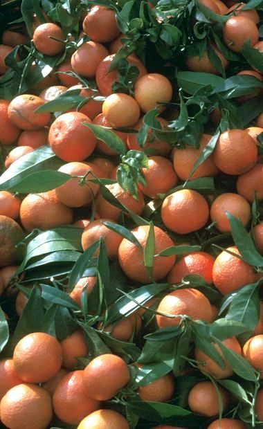 Mandarin, Tangerine & Clementine Market Summary - Produce Blue Book