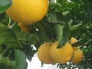 Indian lime, Citrus × limon