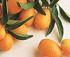 Jaffa 'Nagami' kumkvatti Jaffa 'Nagami' kumkvatti