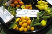 Kumkvatteja ja limekvatteja Kumkvatteja ja limekvatteja