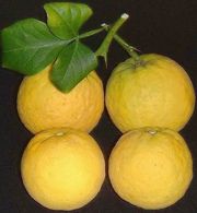 Trifoliate orange, Poncirus trifoliata