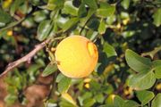 Trifoliate orange, Poncirus trifoliata