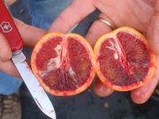 'Sanguinelli' blood orange