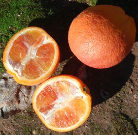 'Thermal Tarocco' blood orange