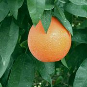 'Trovita' orange