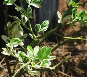 Variegated Trifoliate orange